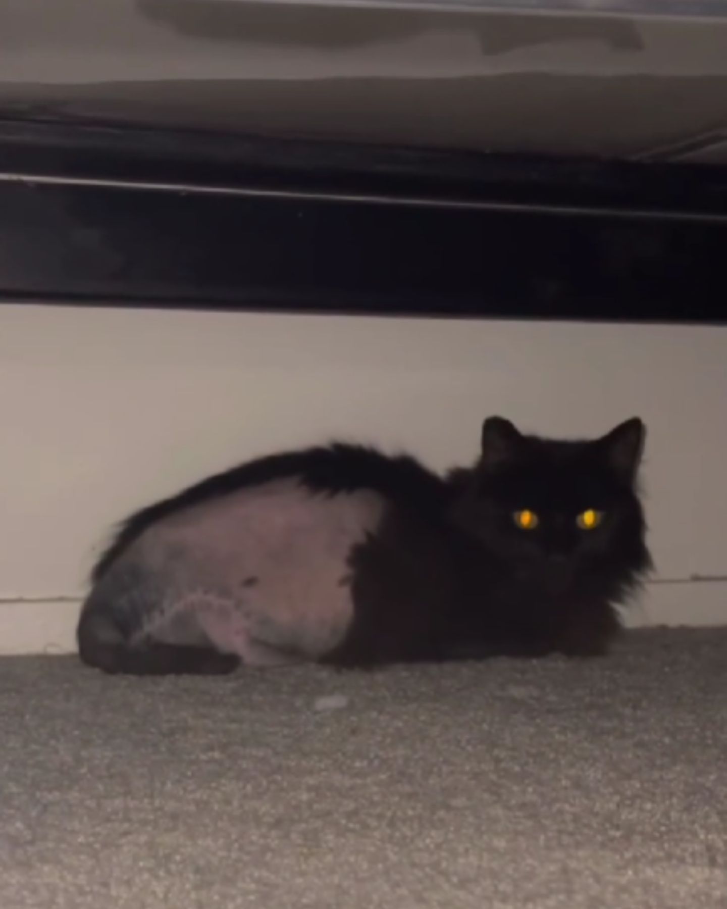 black shaved cat