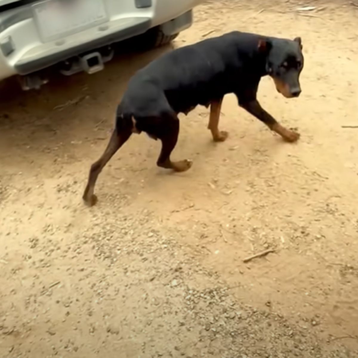 black skinny mama dog