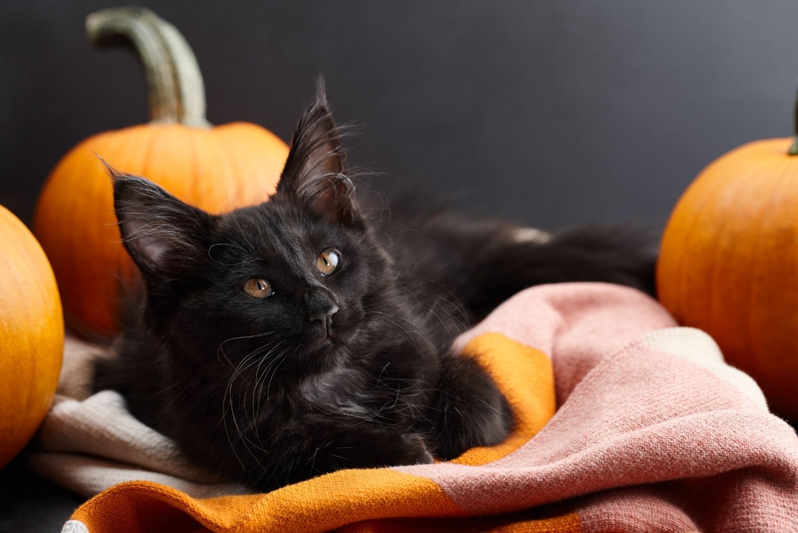black tufted halloween cat
