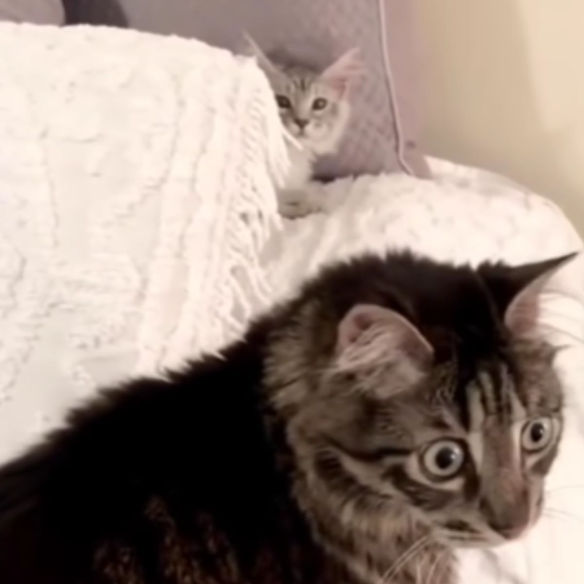 blind cat and another cat