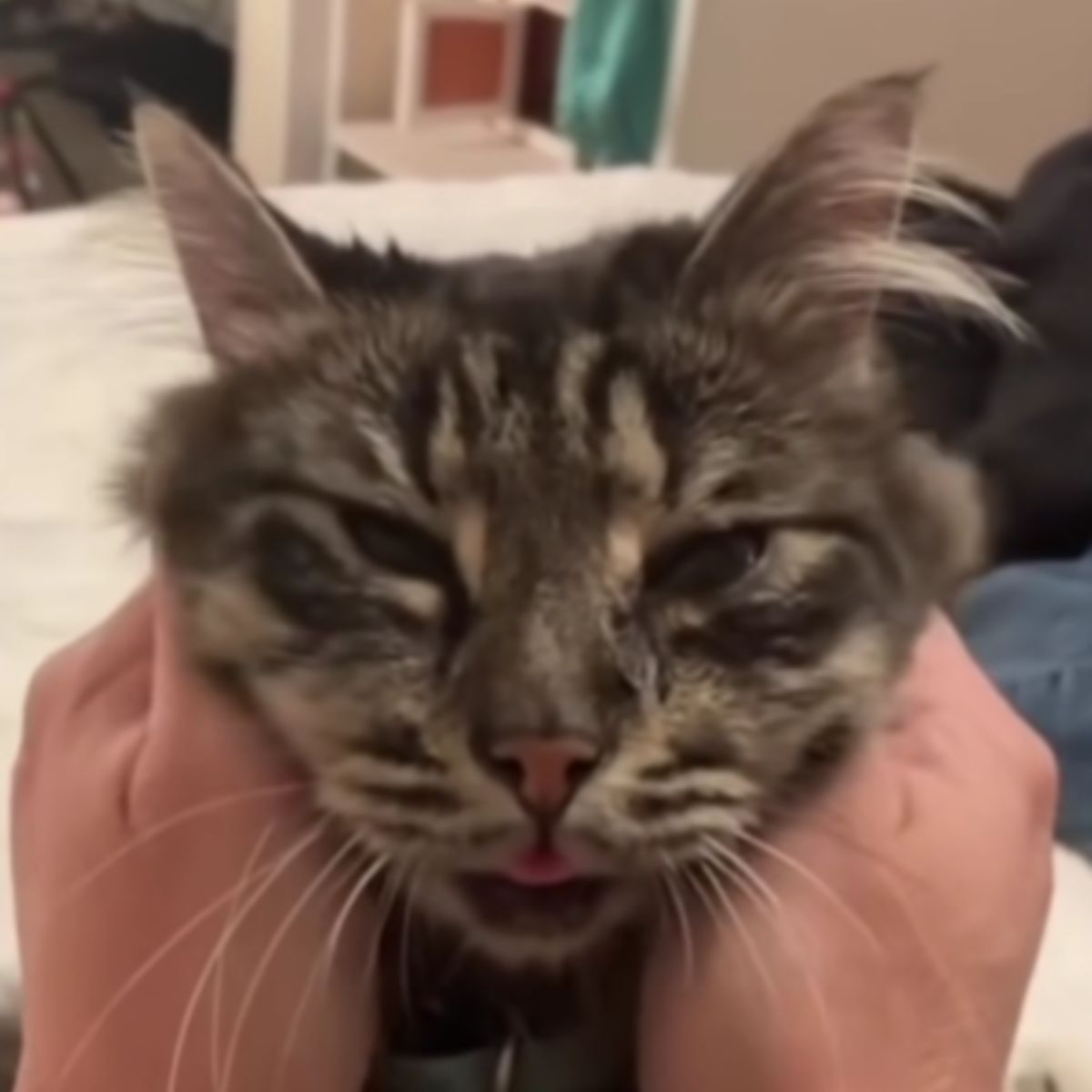 blind cat cuddles
