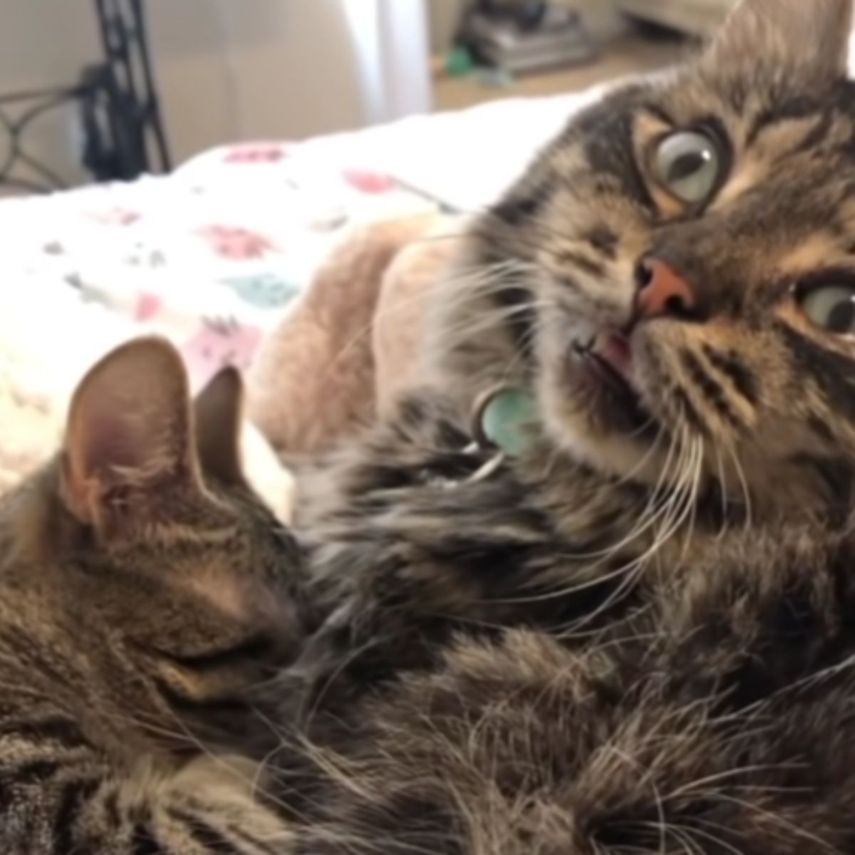 blind cat with another cat