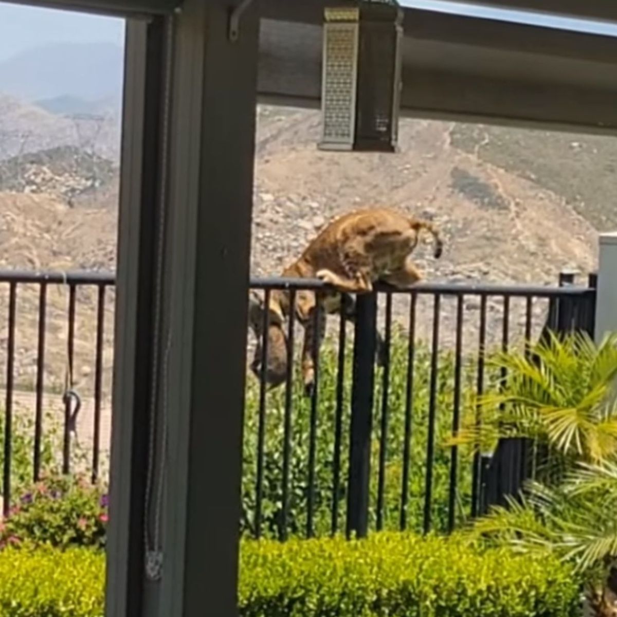 bobcat jumps fence in yard