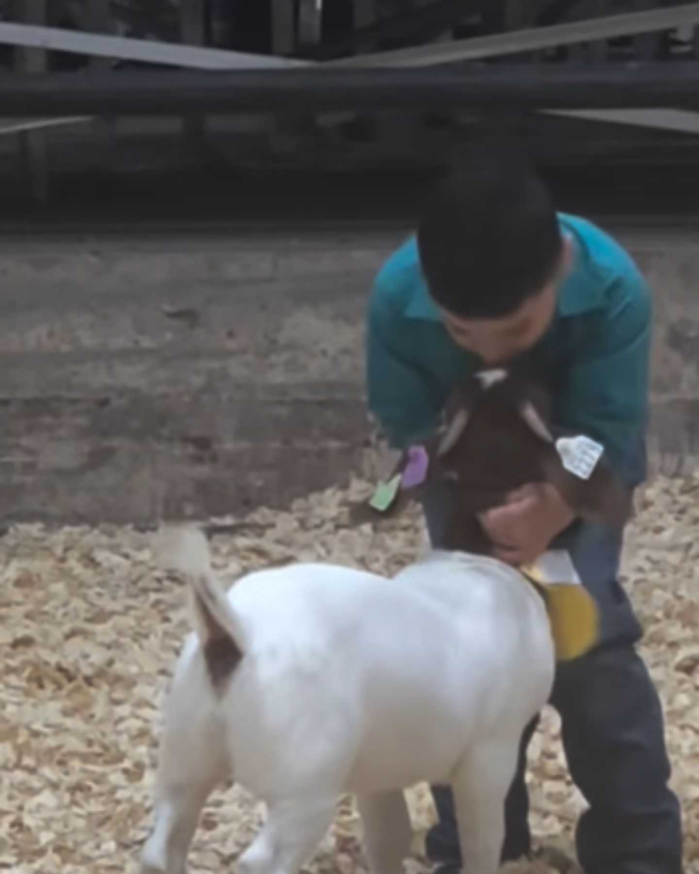 boy kisses a goat