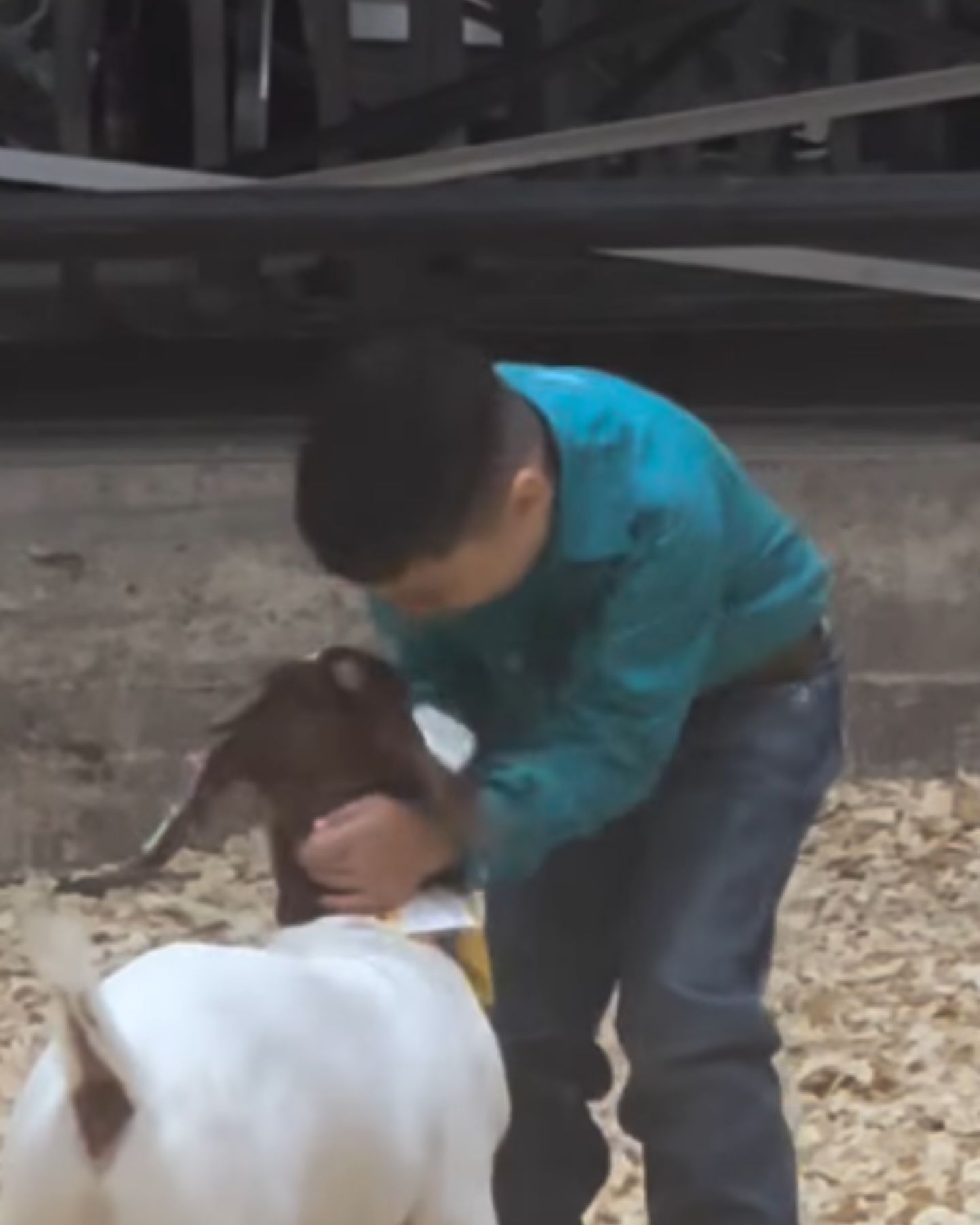 boy petting a goat