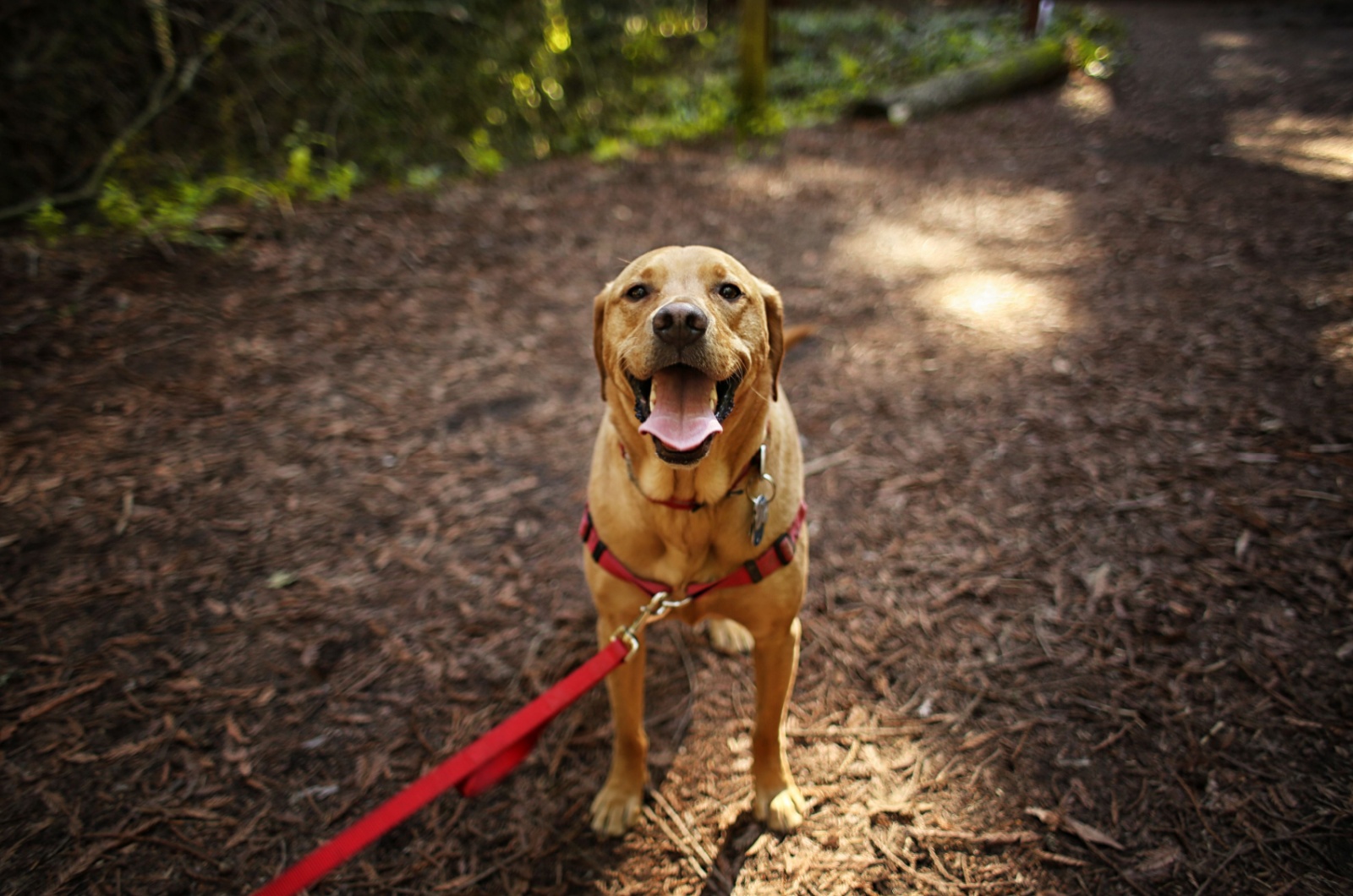 brown beautiful dog