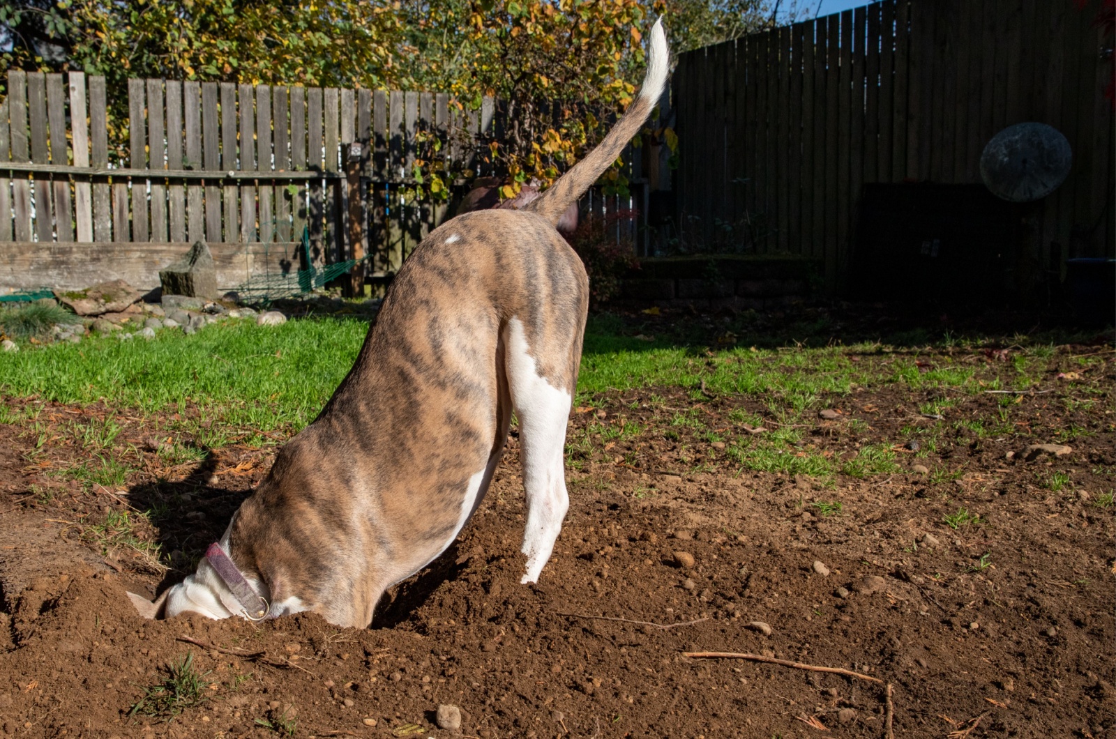 brown dog digging in yard