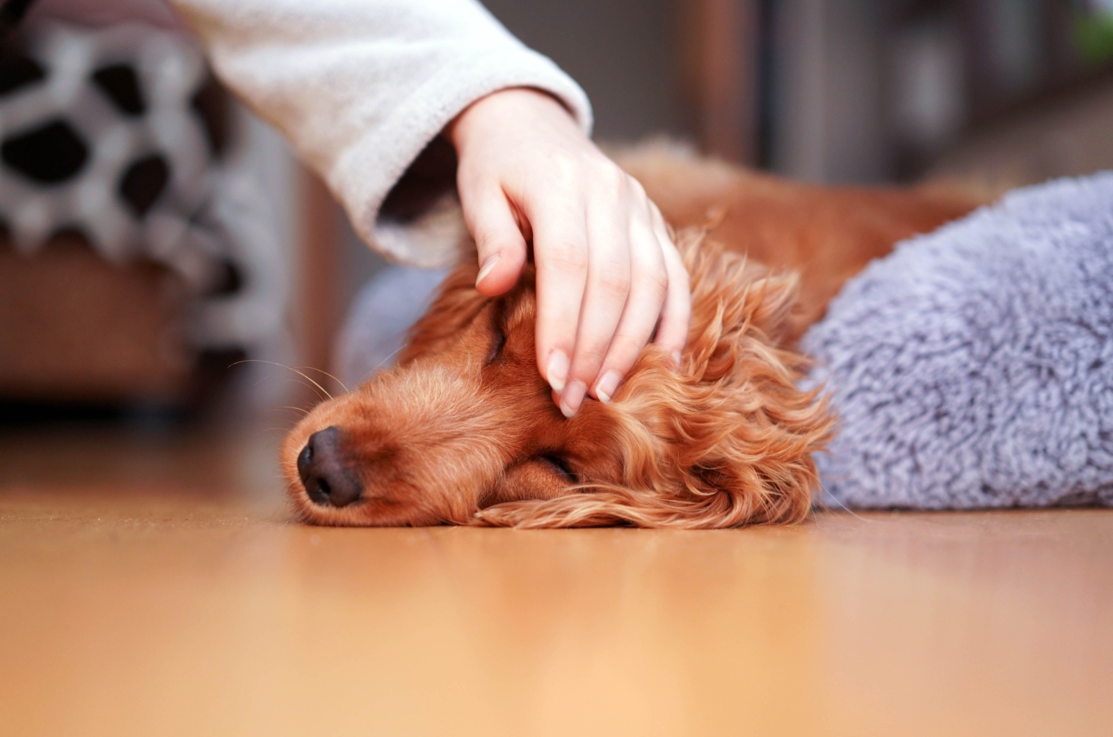 brown dog lying