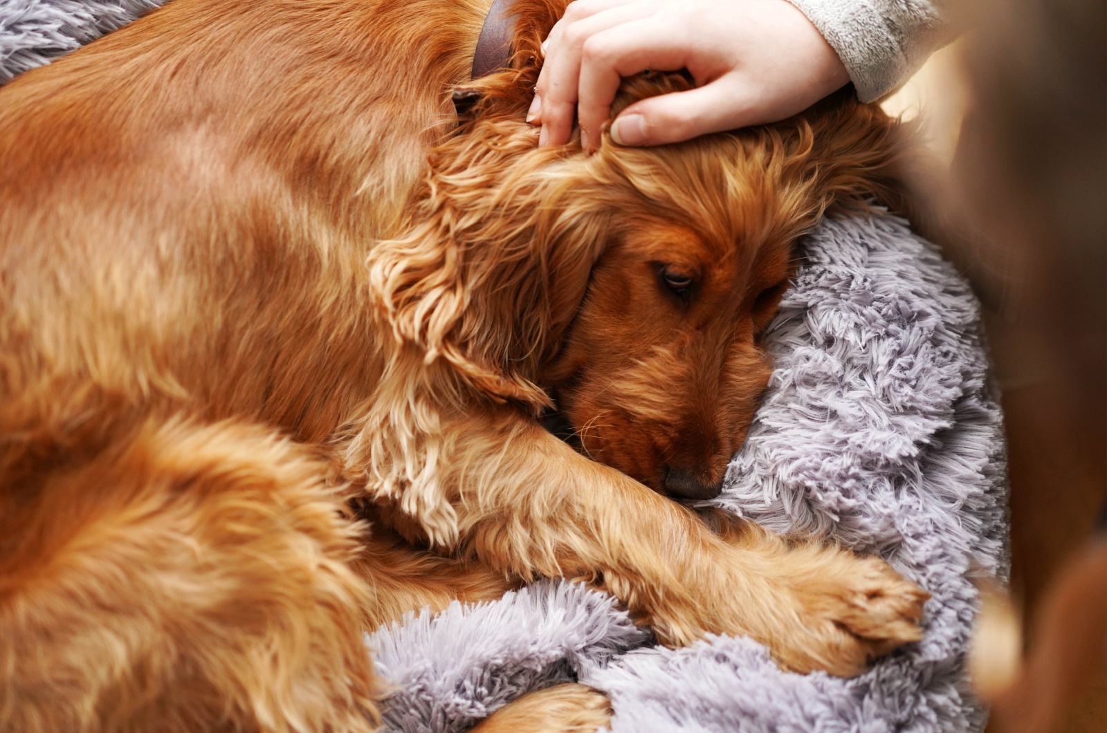 brown dog snoring