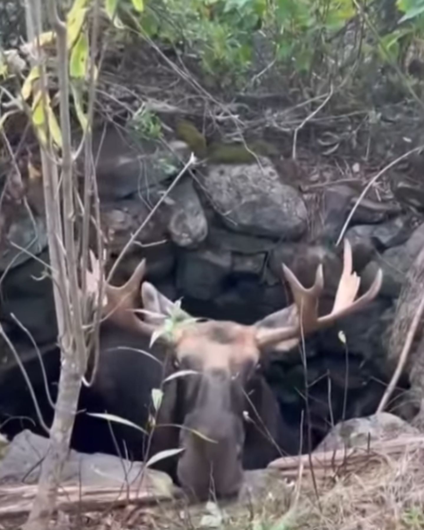 bull moose peeking out of well