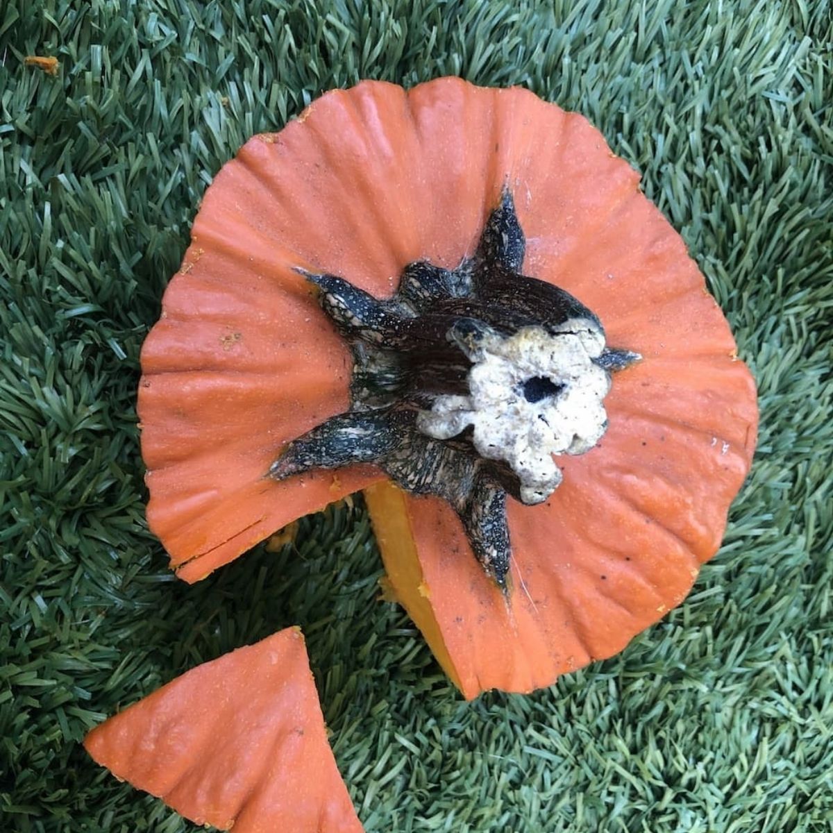 carved halloween pumpkin