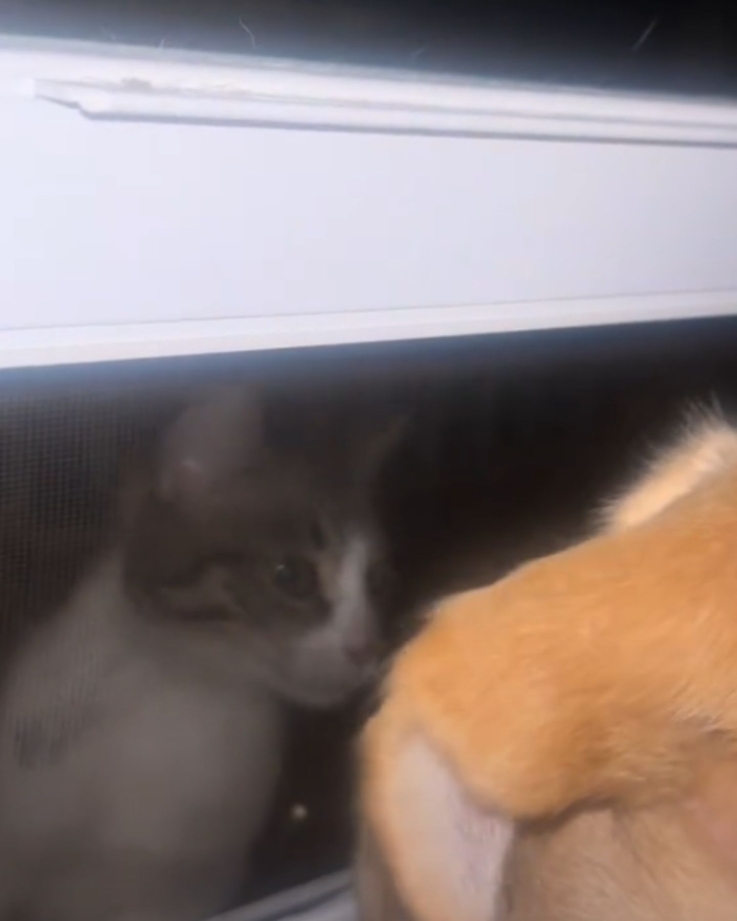 cat and dog sniff each other through glass