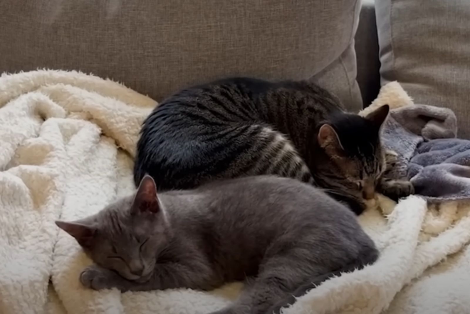 cat and kitten sleeping peacefully