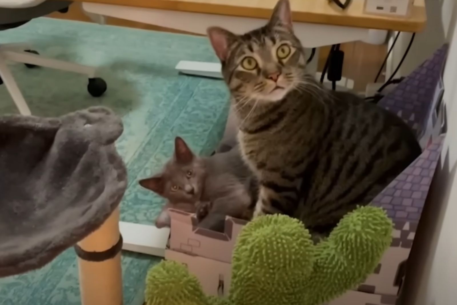 cat and kitten