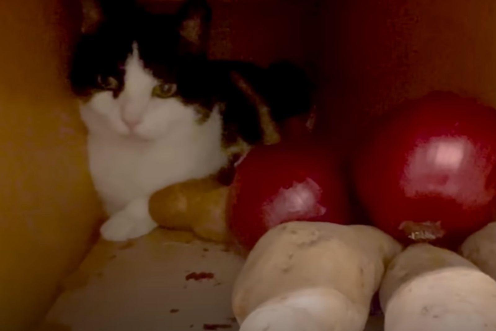 cat and potatoes