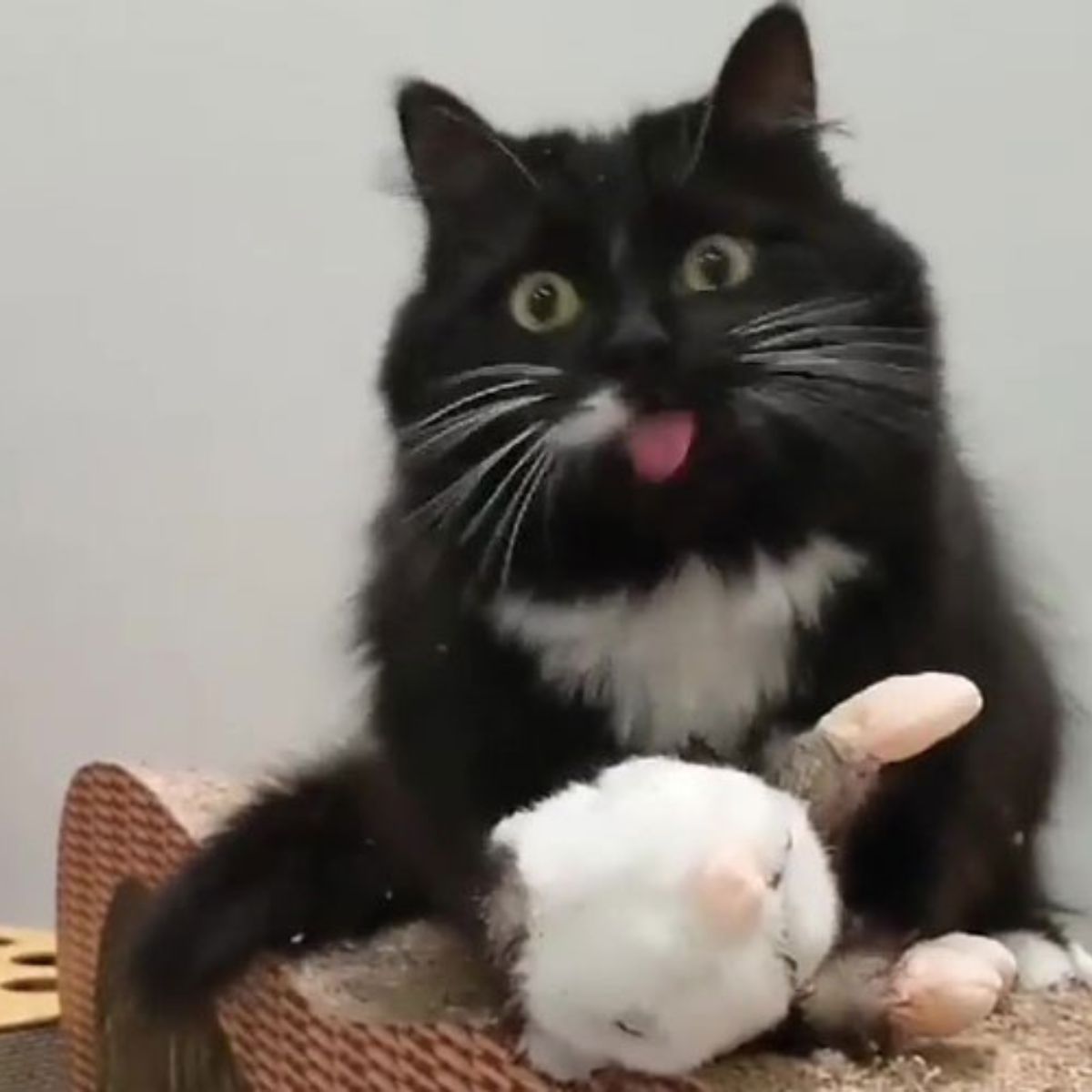 cat and teddy bear