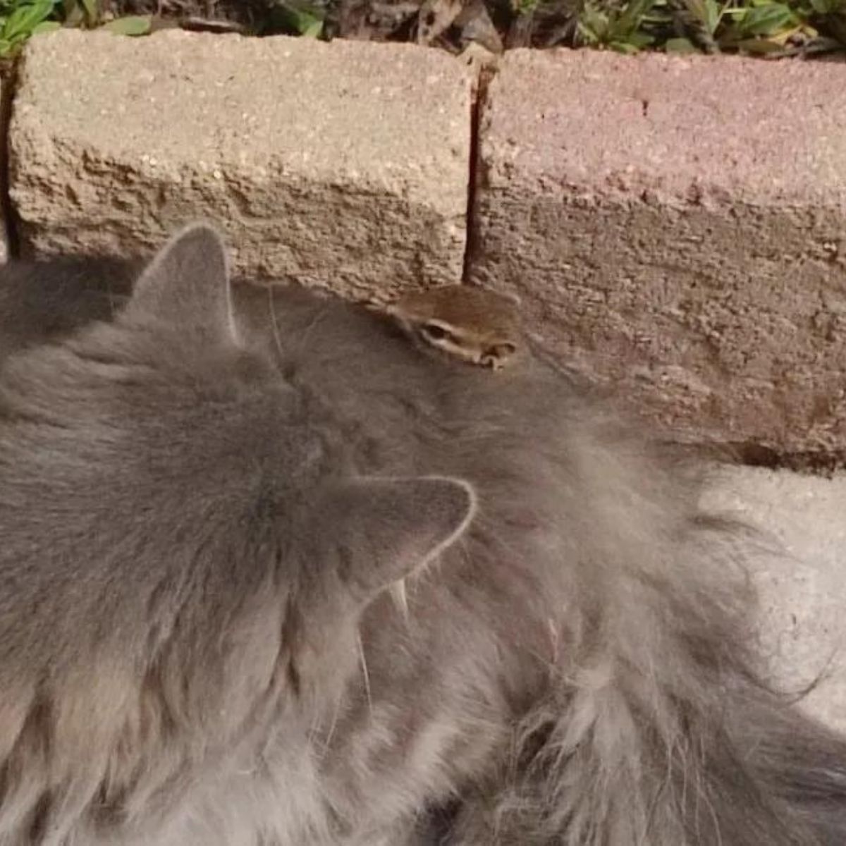 cat and the chipmunk became friends