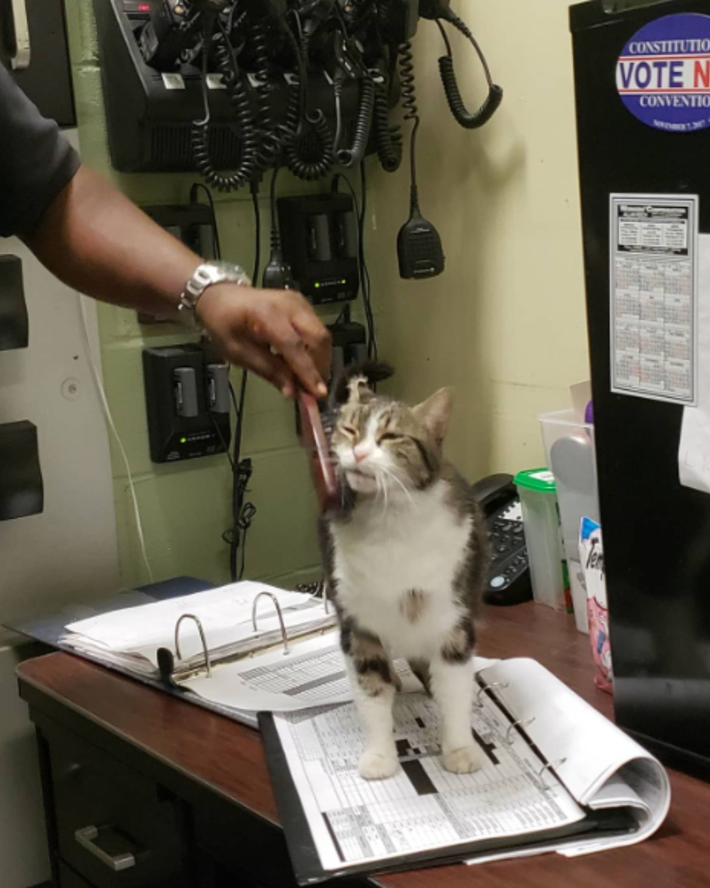 cat being combed on table