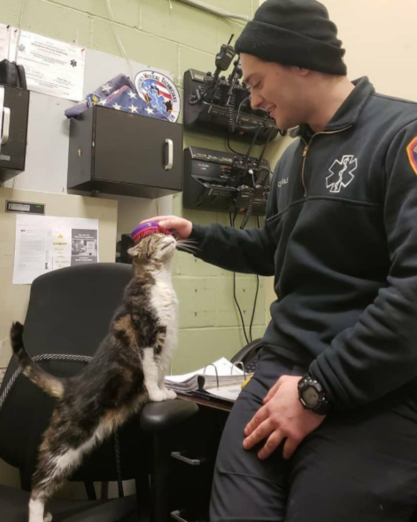 cat being petted