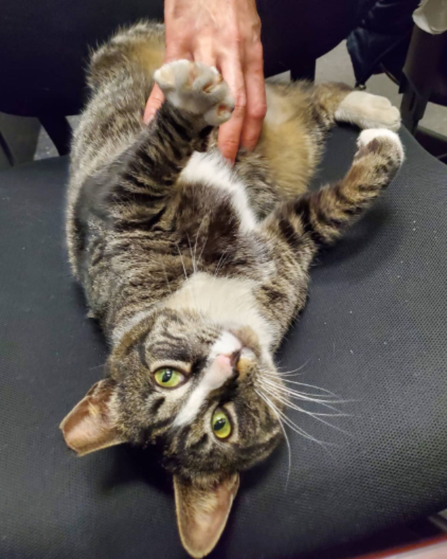 cat being petted on chair