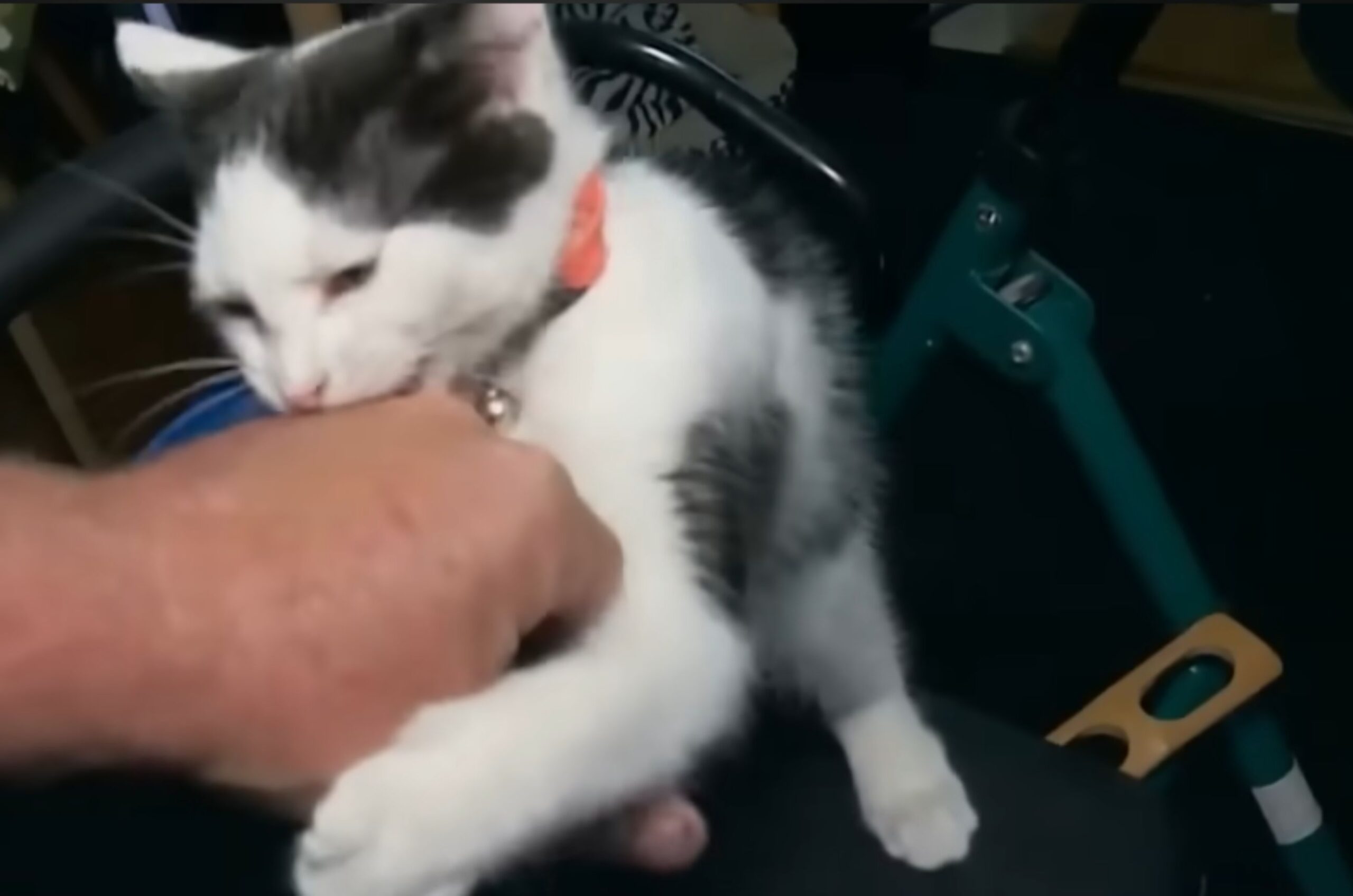 cat biting hand