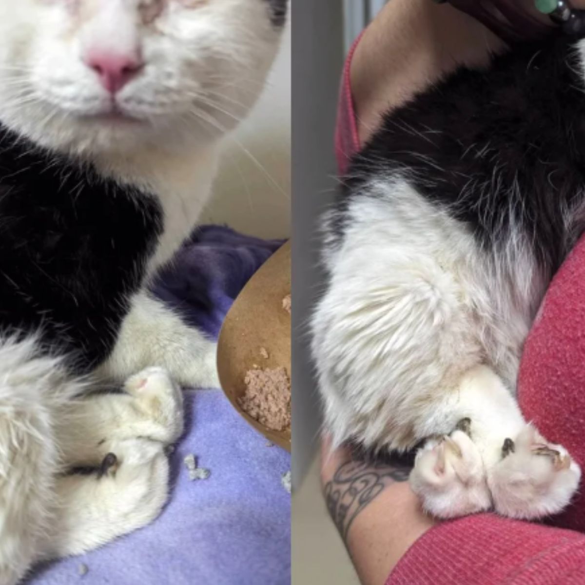 cat born with disability
