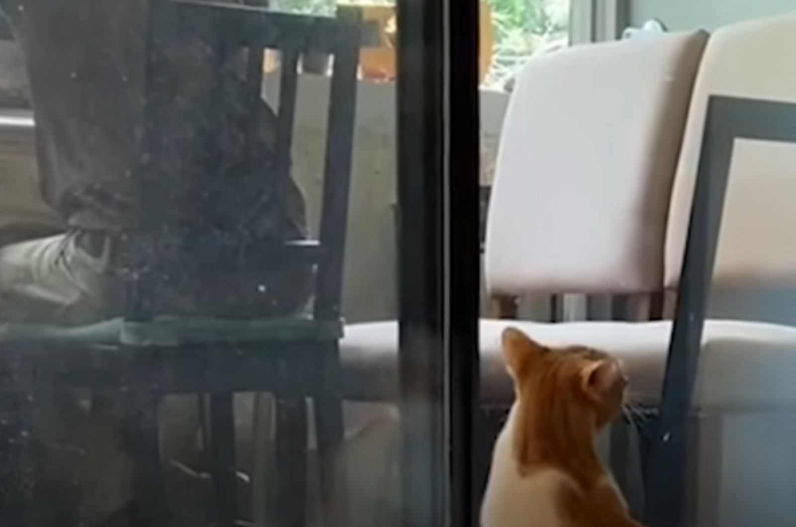 cat by the window