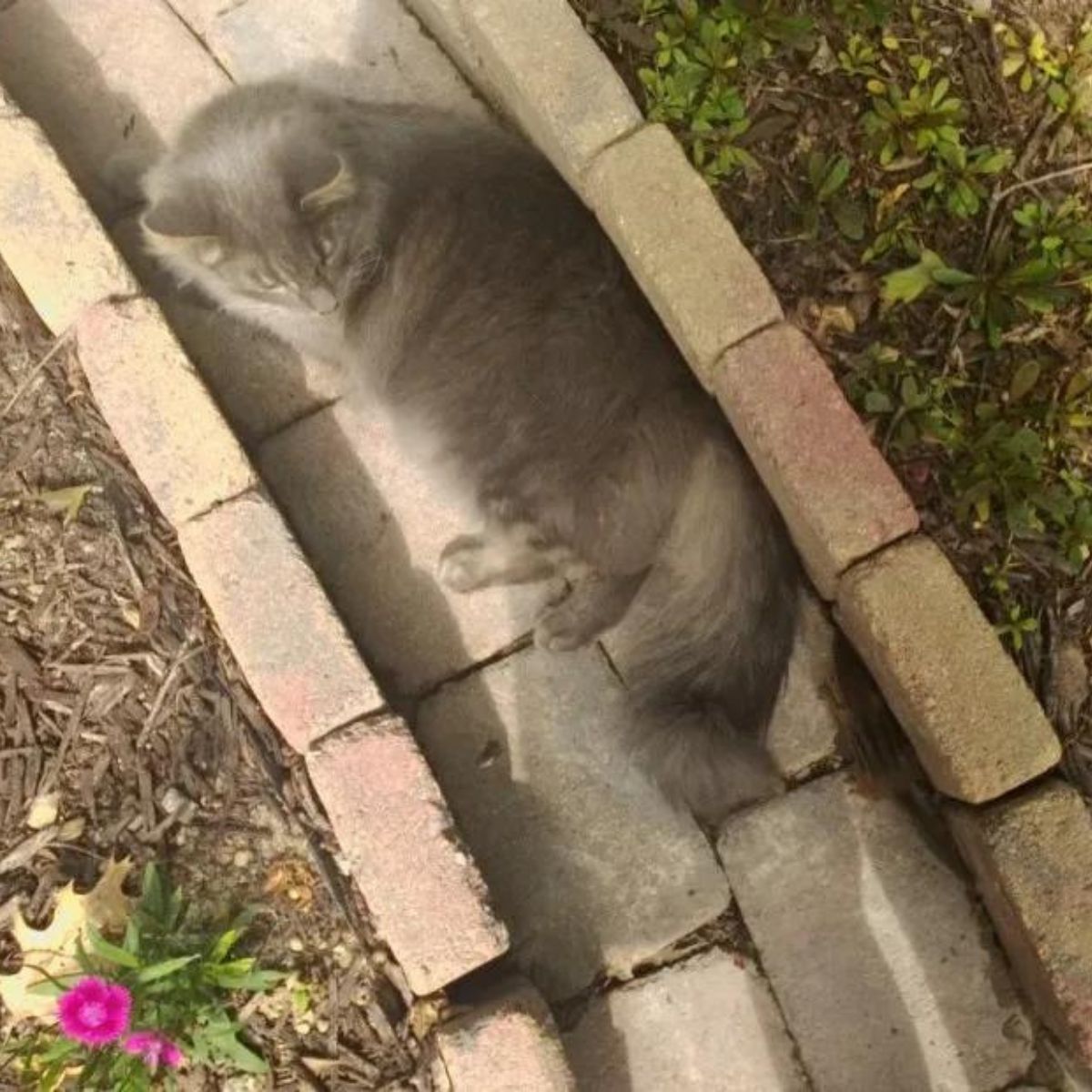 cat cares for the chipmunk
