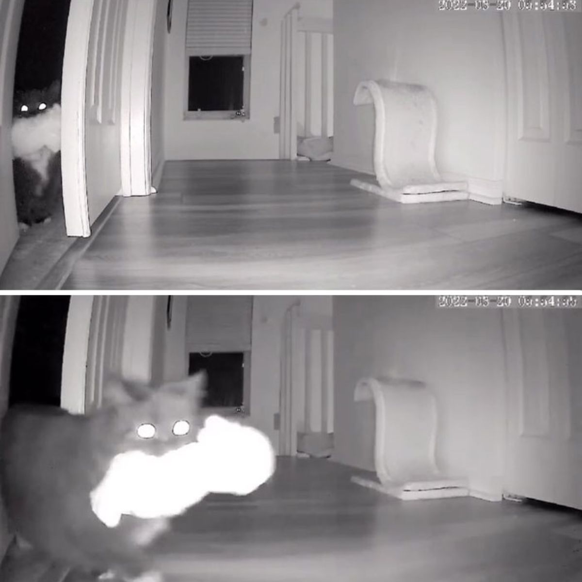 cat carries toy through house