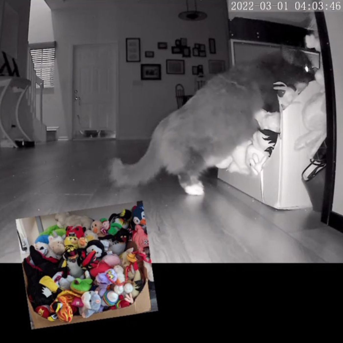cat choosing toys
