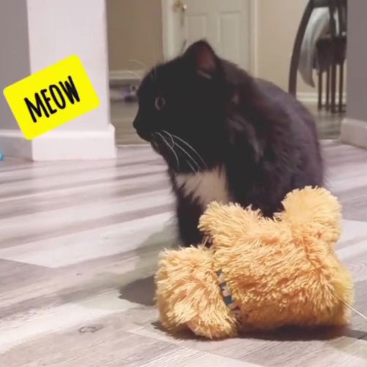 cat chose her toy