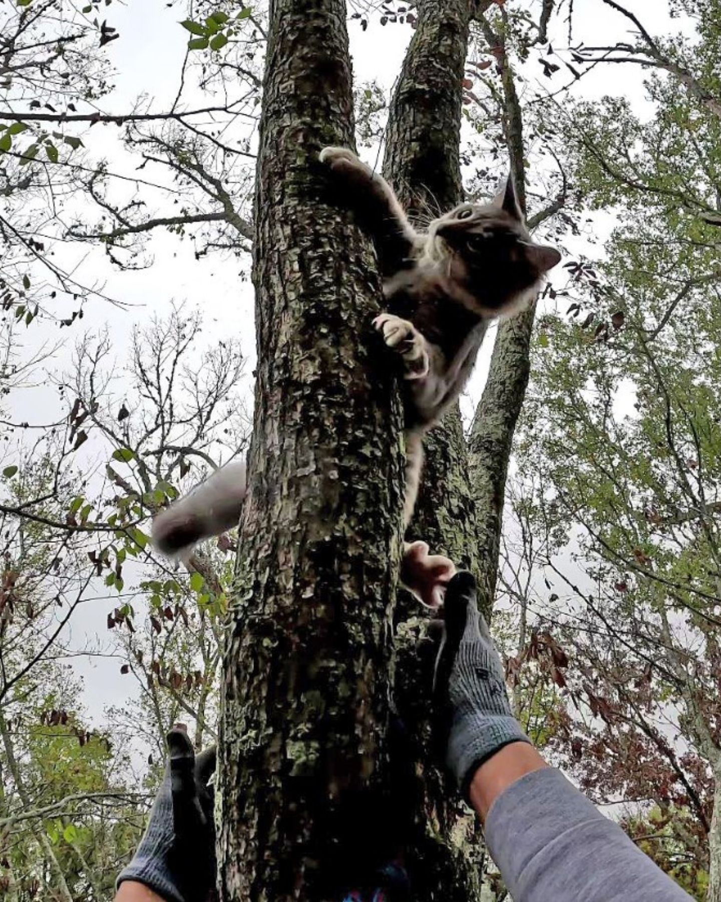 cat climbing a tree