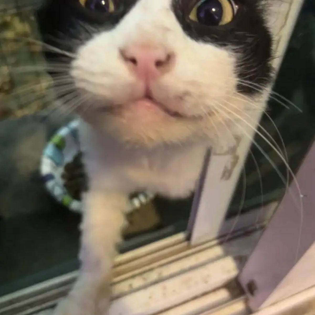 cat coming out of the windoww