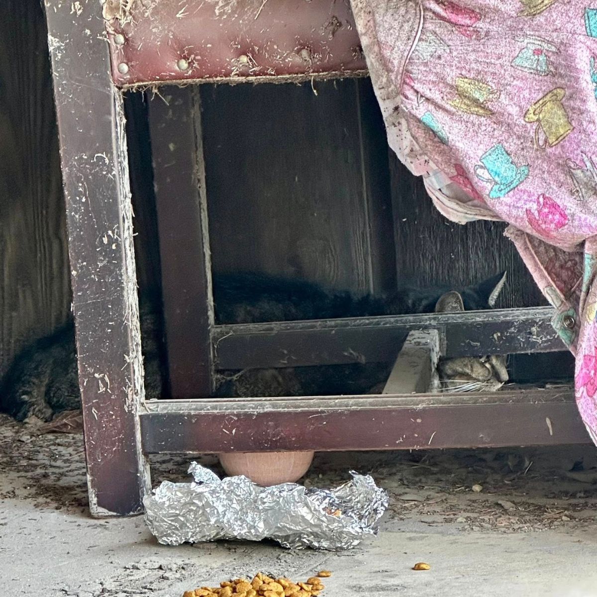 cat crawled into the sports room