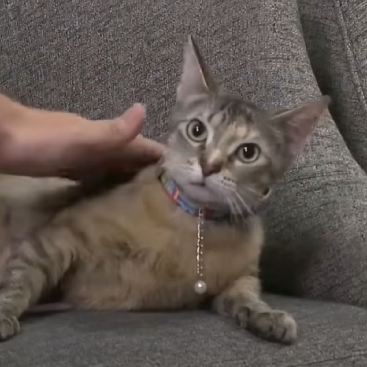 cat cuddles on the sofa
