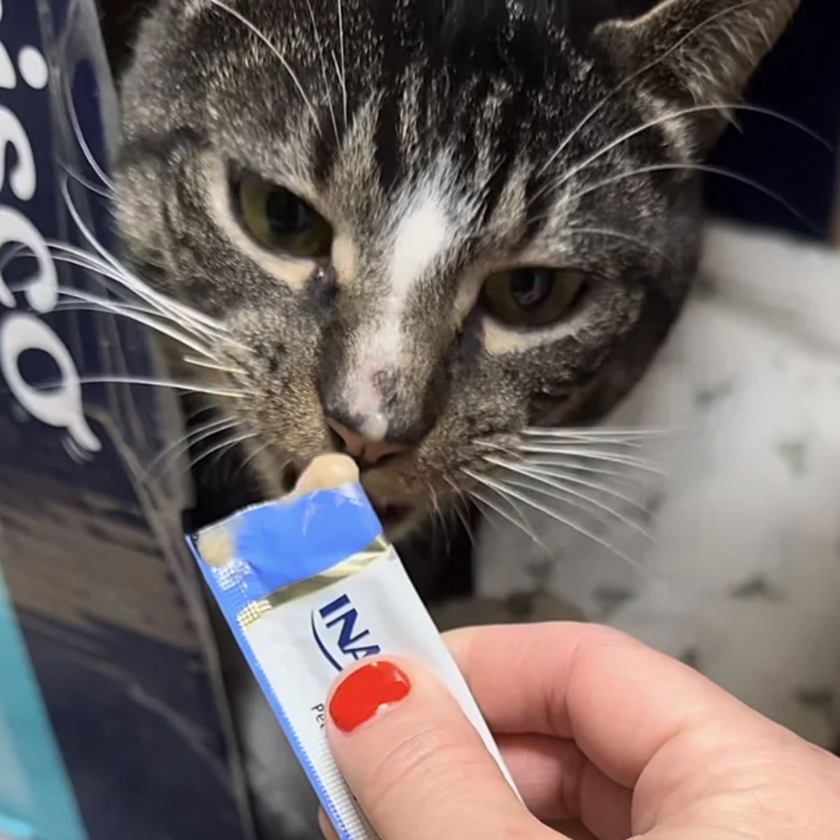 cat eating a treat