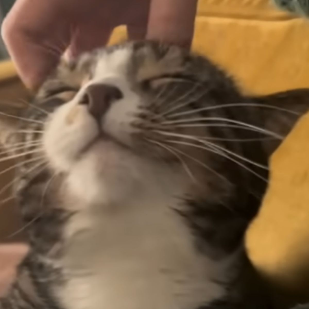 cat enjoying being petted on the head