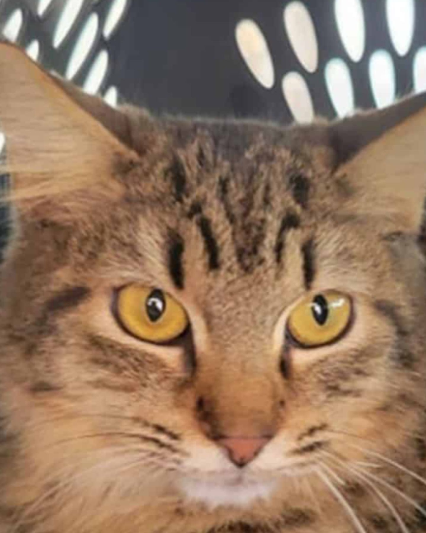 cat face