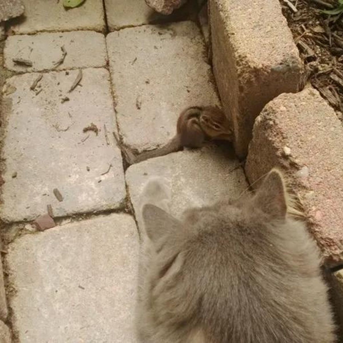 cat finds the baby chipmunk