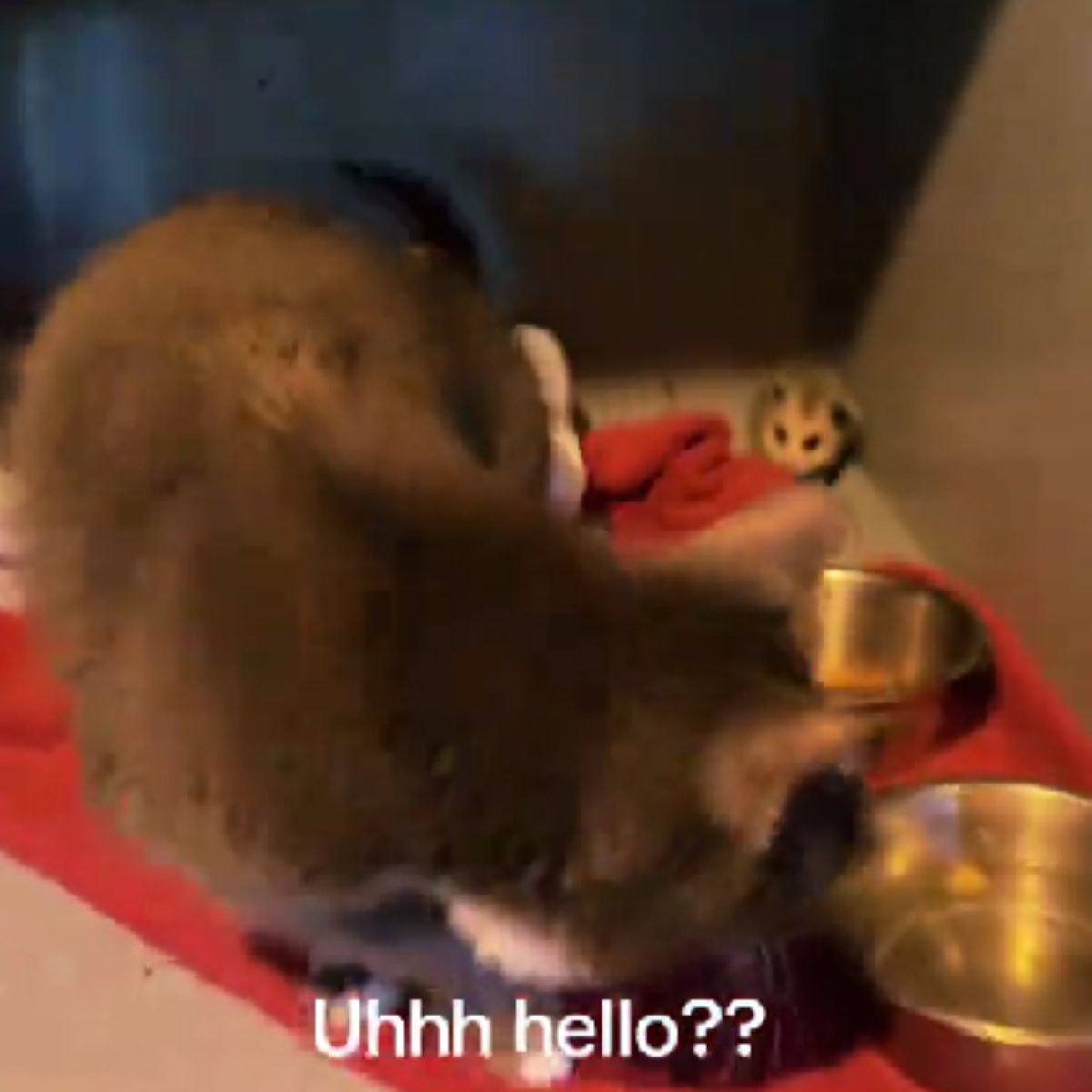 cat finds the baby possum in the cage
