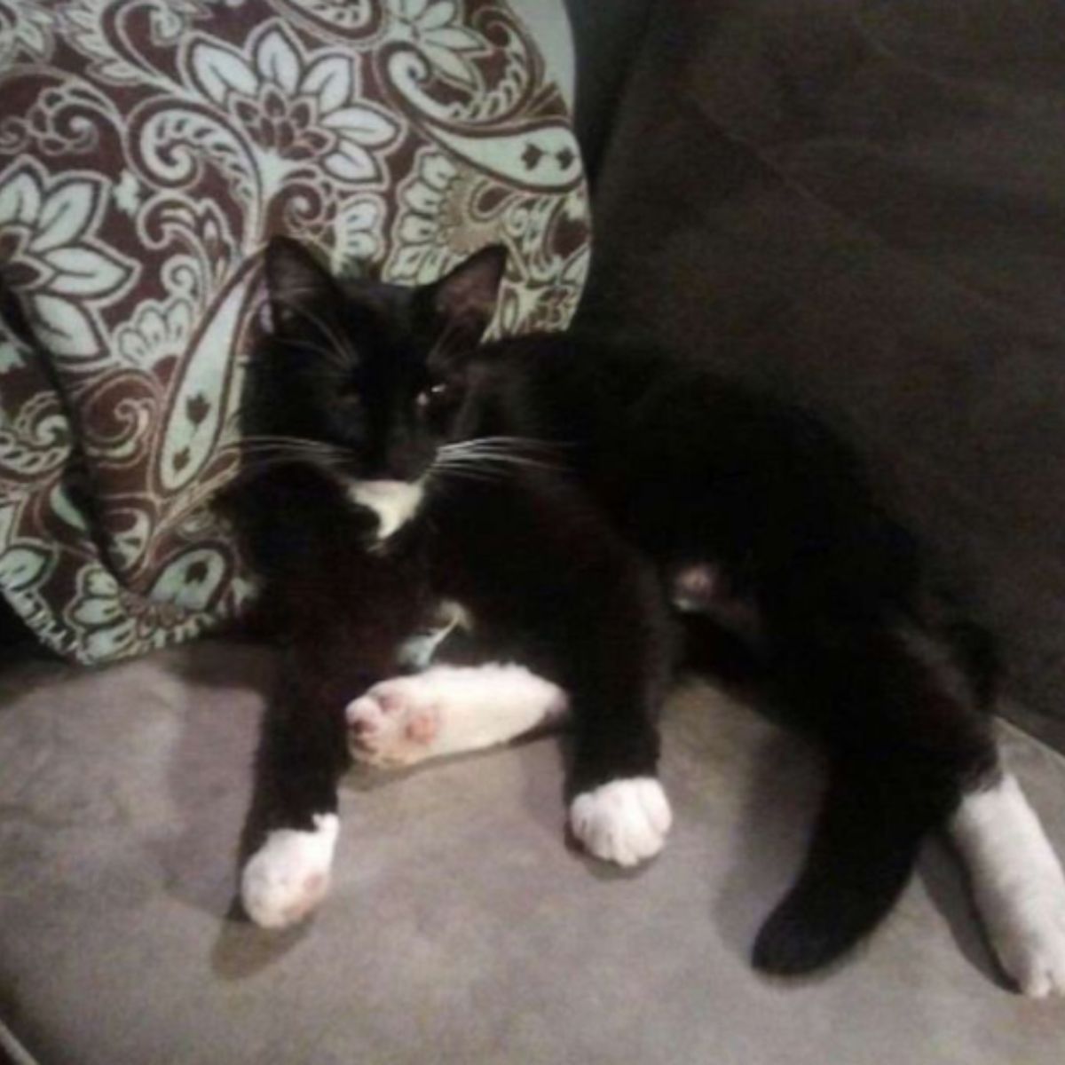 cat found after 10 years