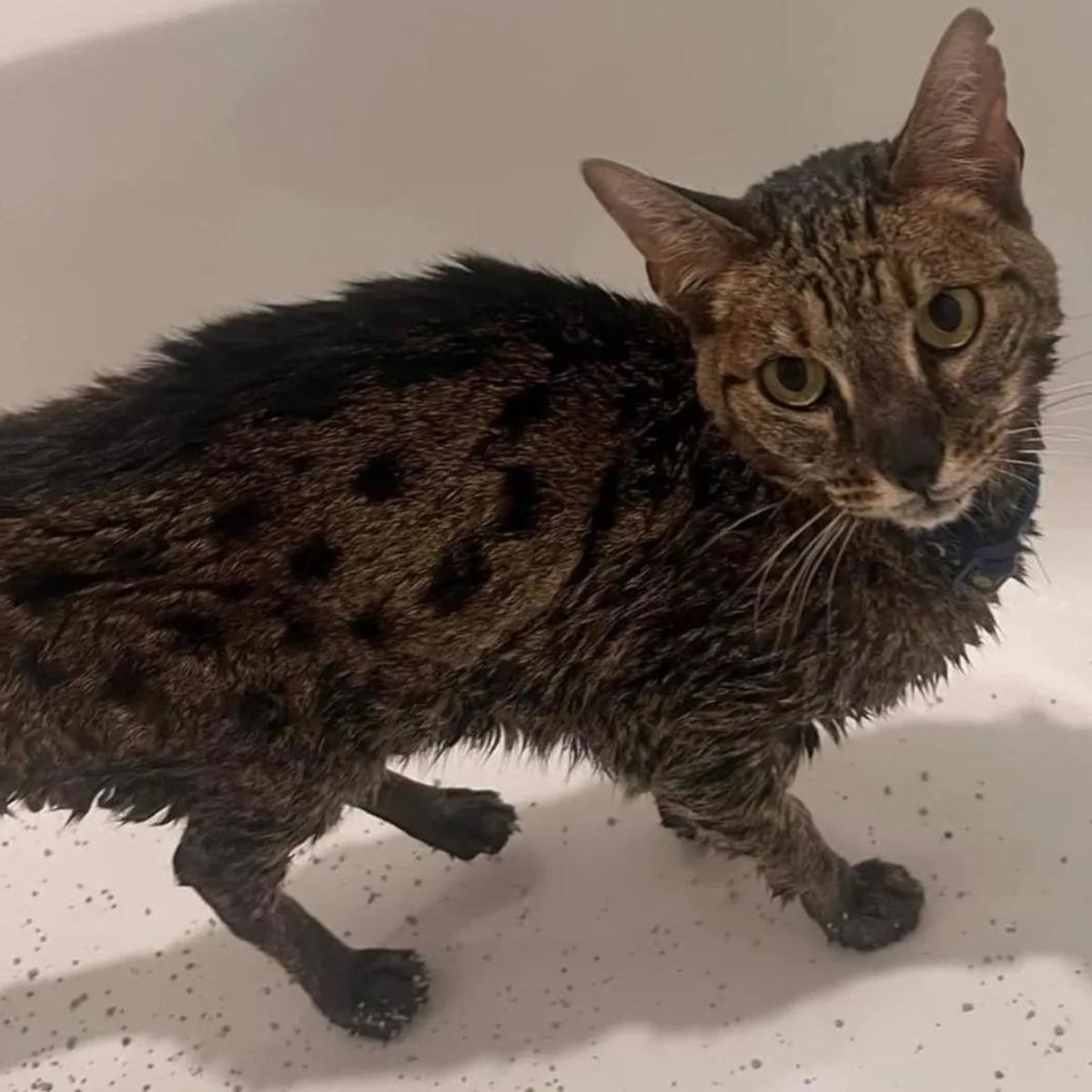 cat from fire in bathtub