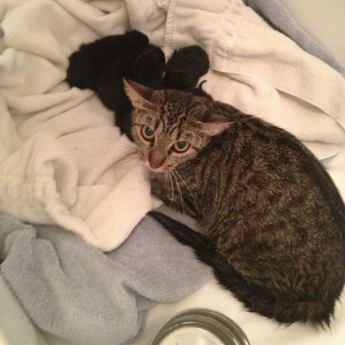 cat gave birth to kittens