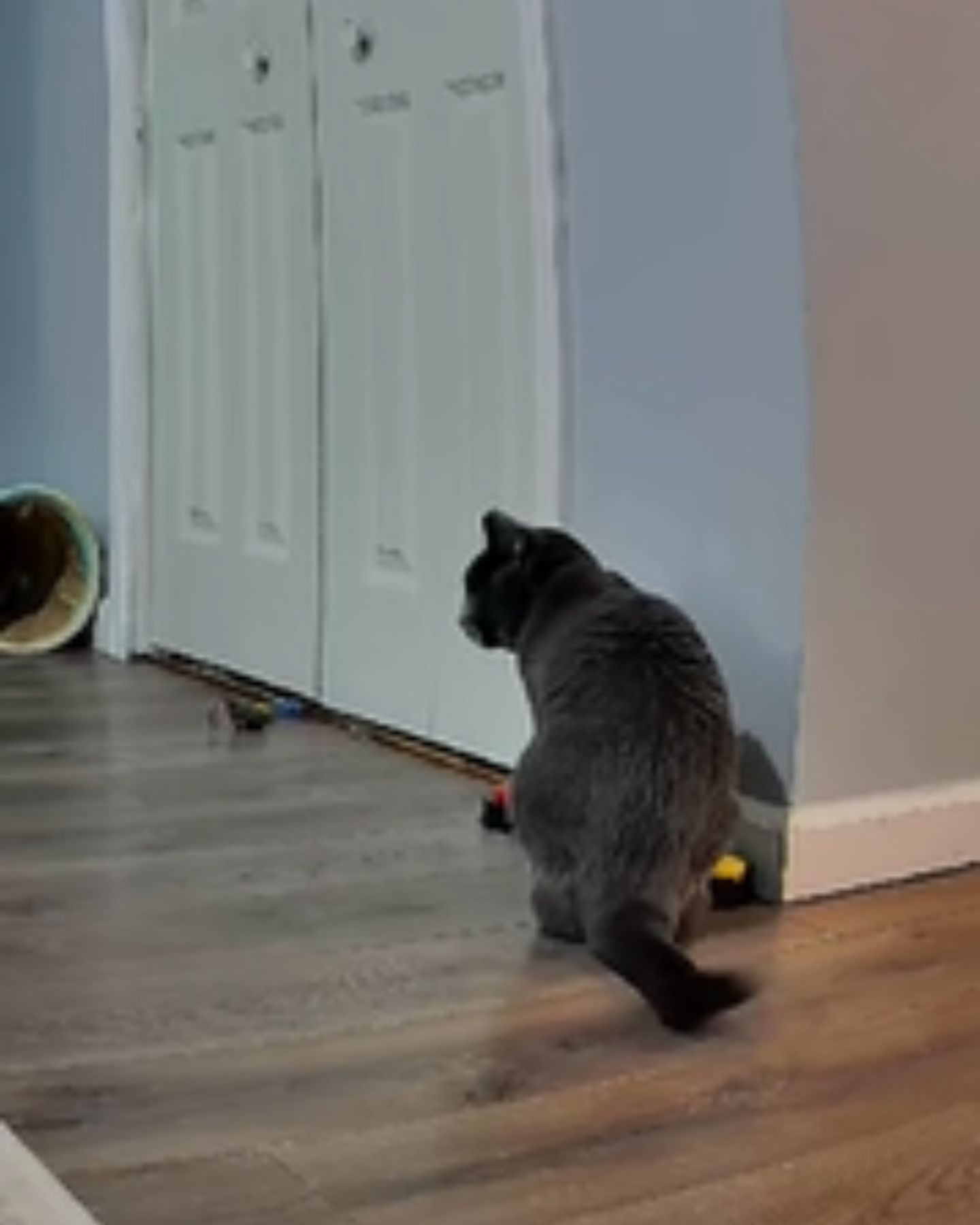 cat has buttons to push