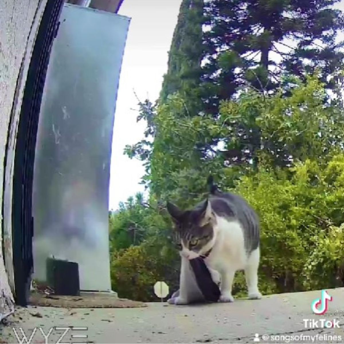 cat has something in her mouth