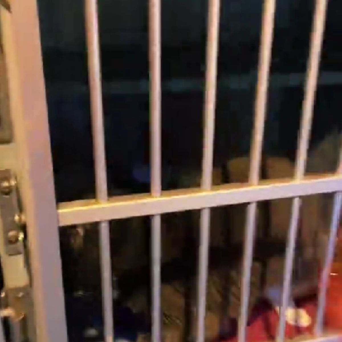 cat in a cage