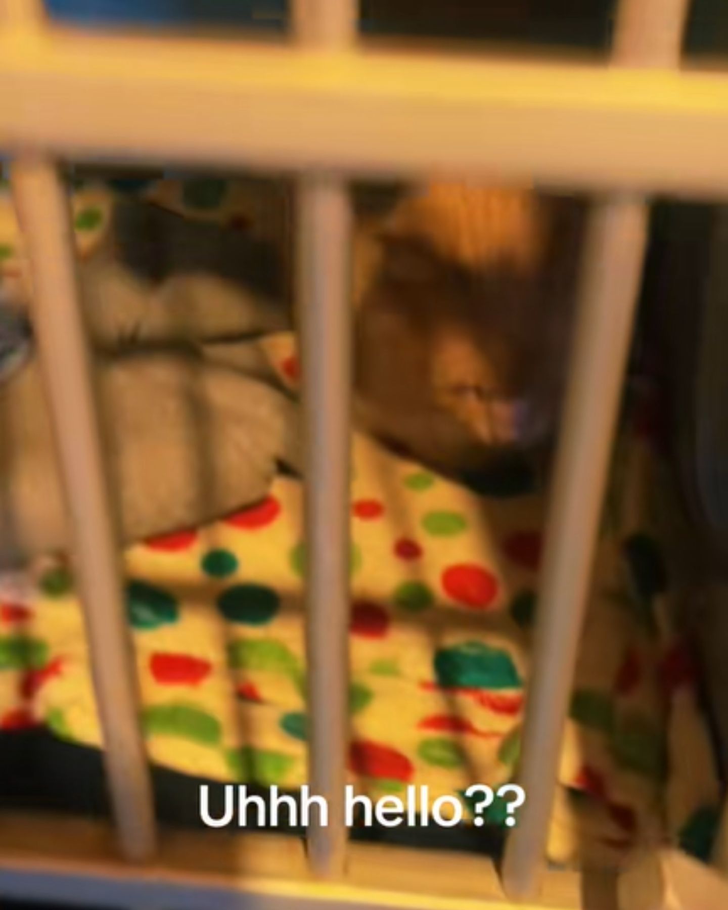 cat in a cage peeks out