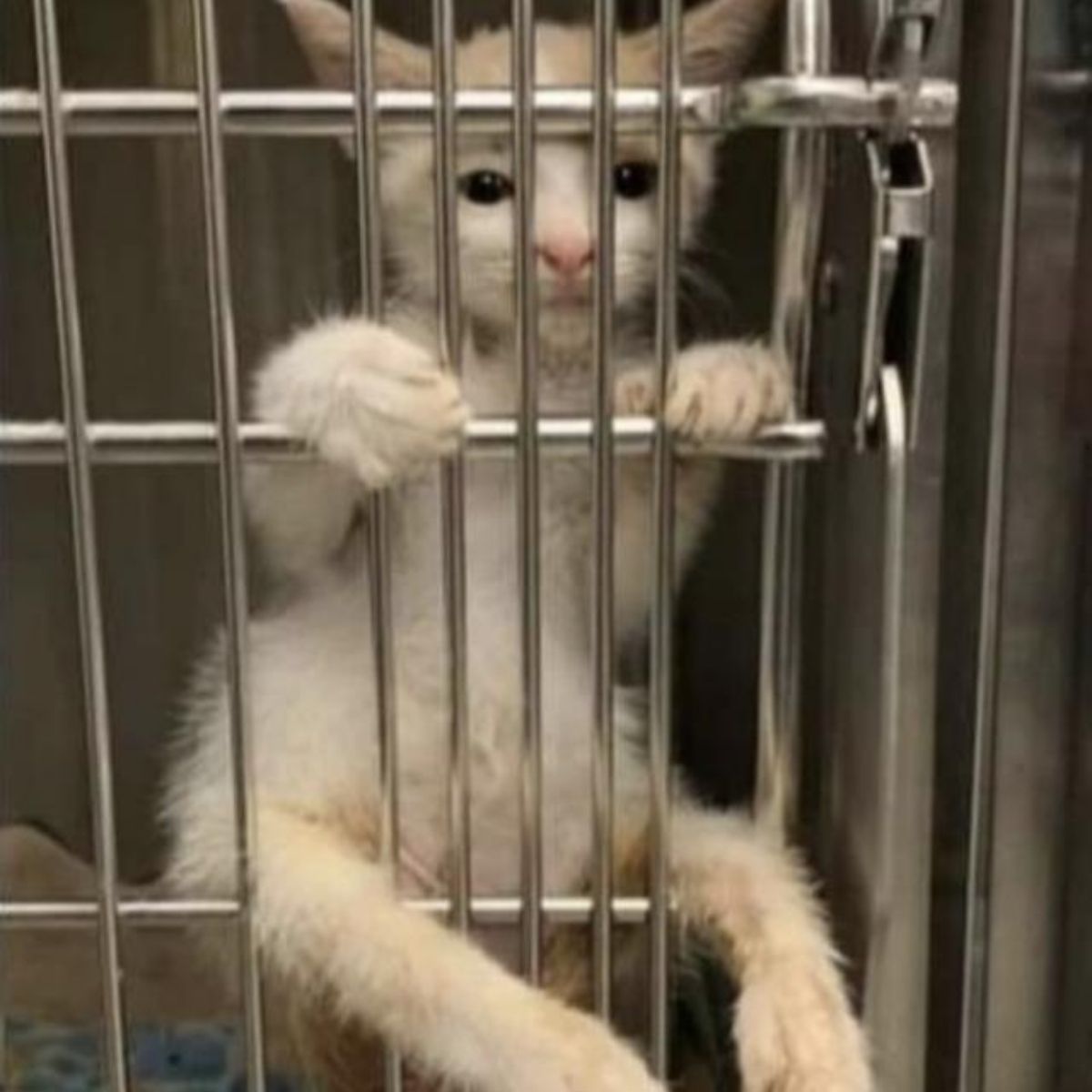 cat in a cage