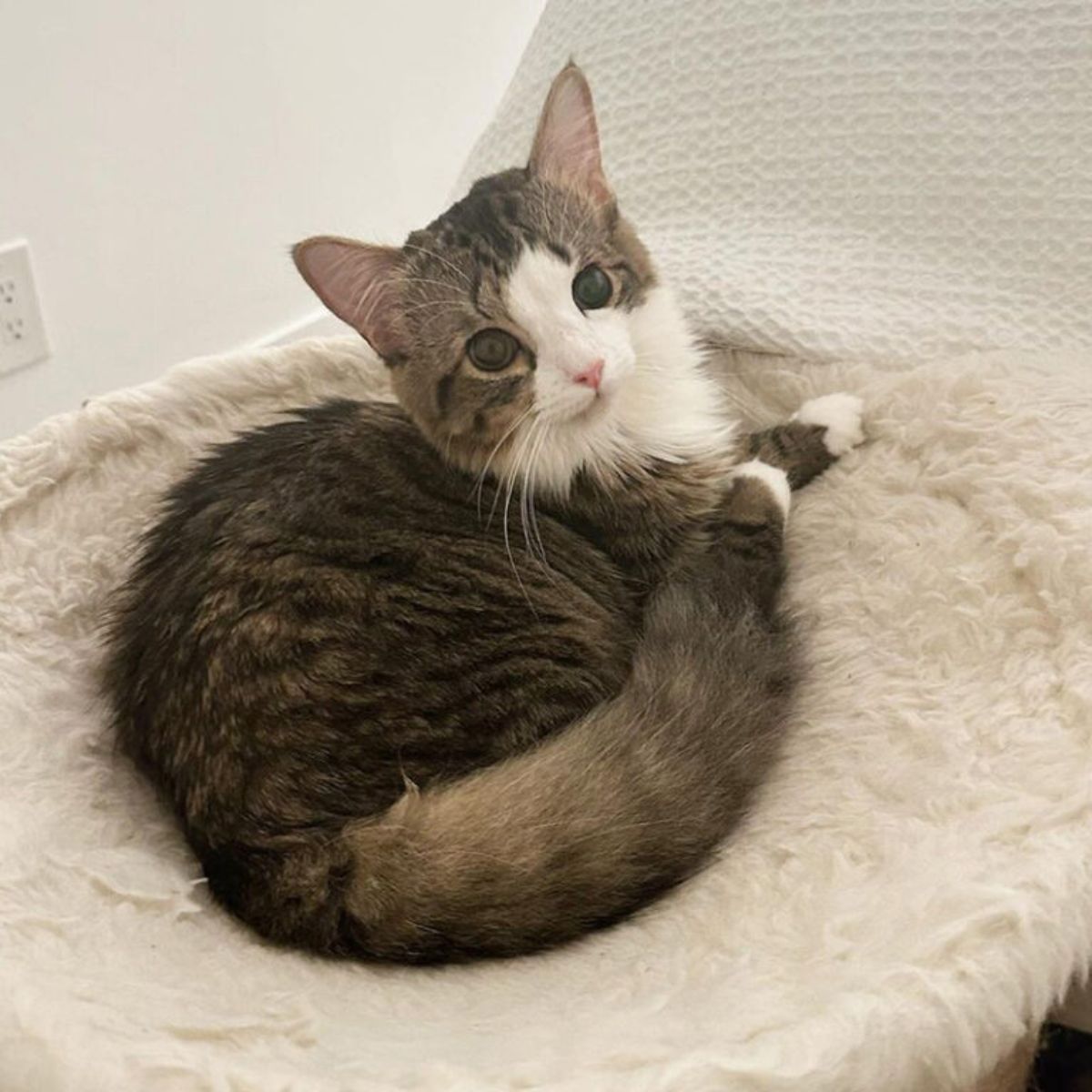 cat in a cat bed