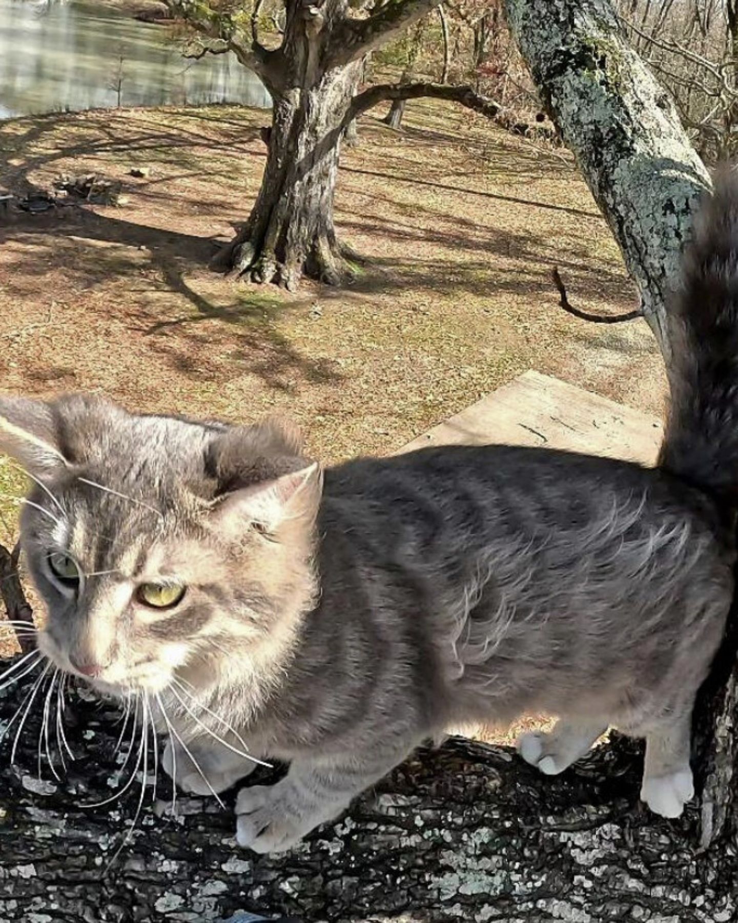 cat in a high tree